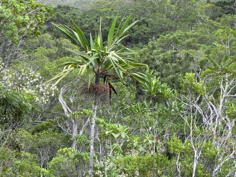Basselinia pancheri photo 6