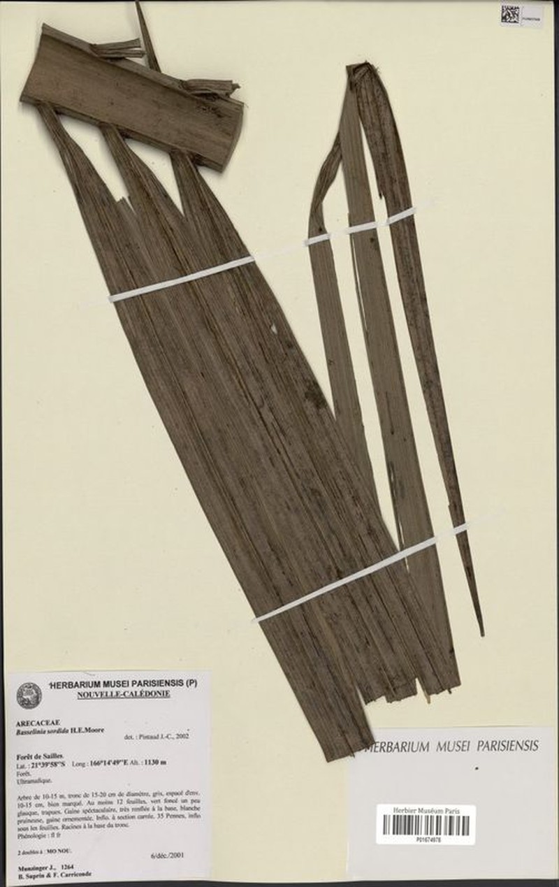 Basselinia sordida