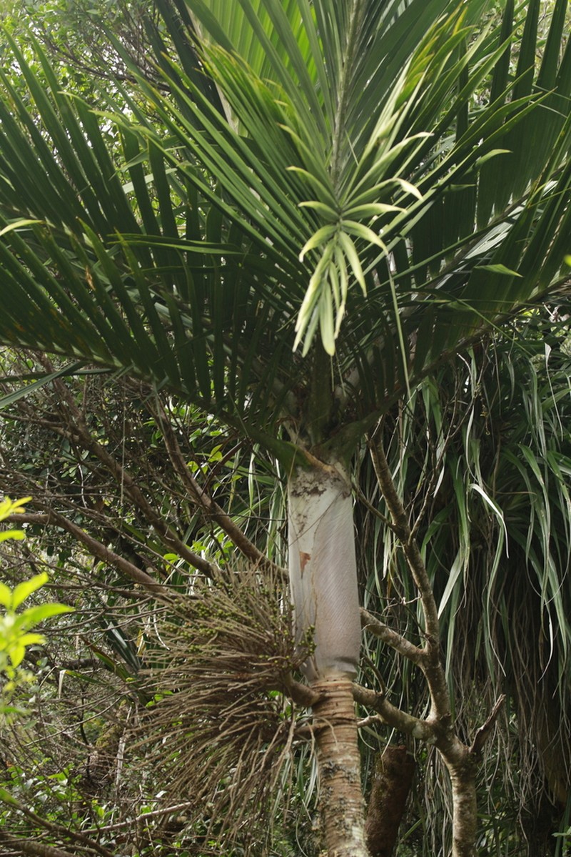 Basselinia sordida photo 6