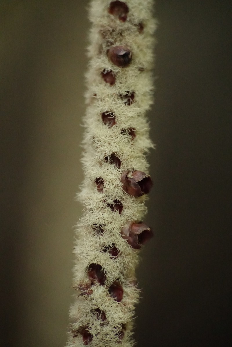 Basselinia tomentosa photo 8