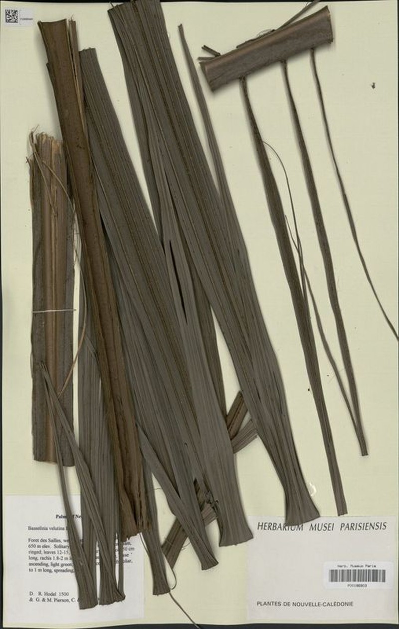 Basselinia velutina