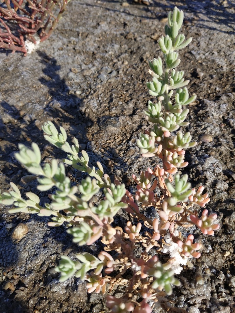 Hairy Smotherweed photo 2