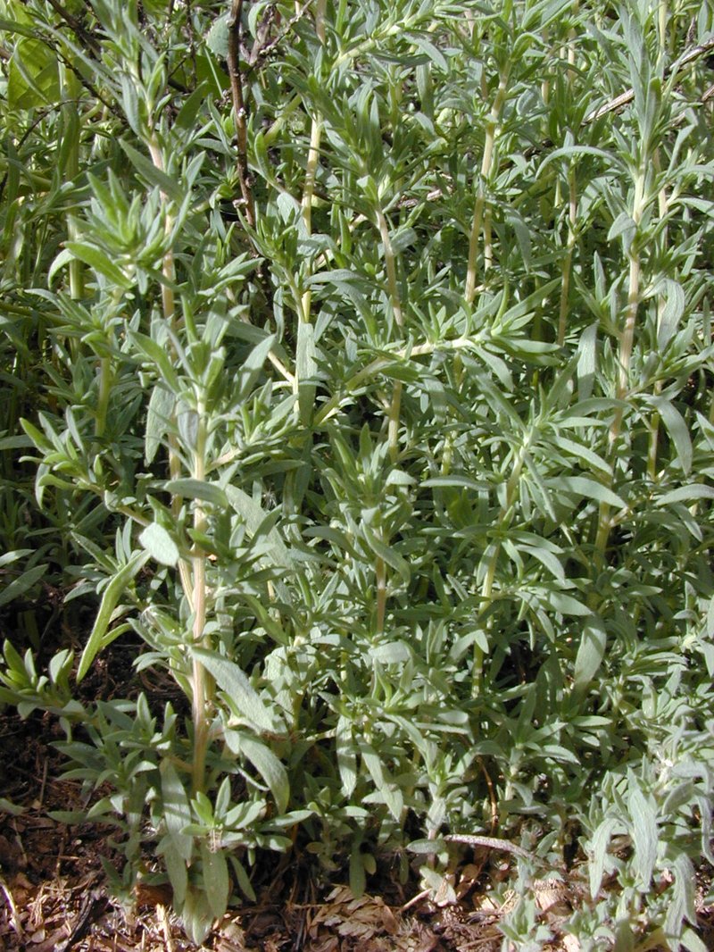 Fivehorn Smotherweed photo 2