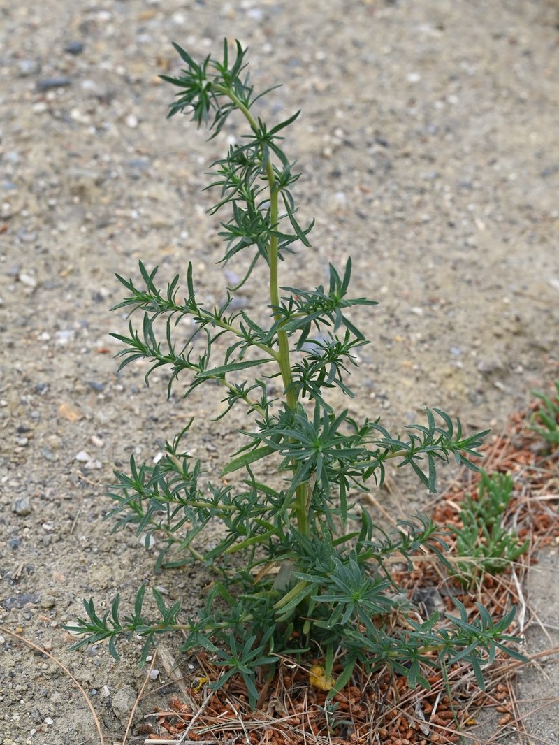 Fivehorn Smotherweed photo 3