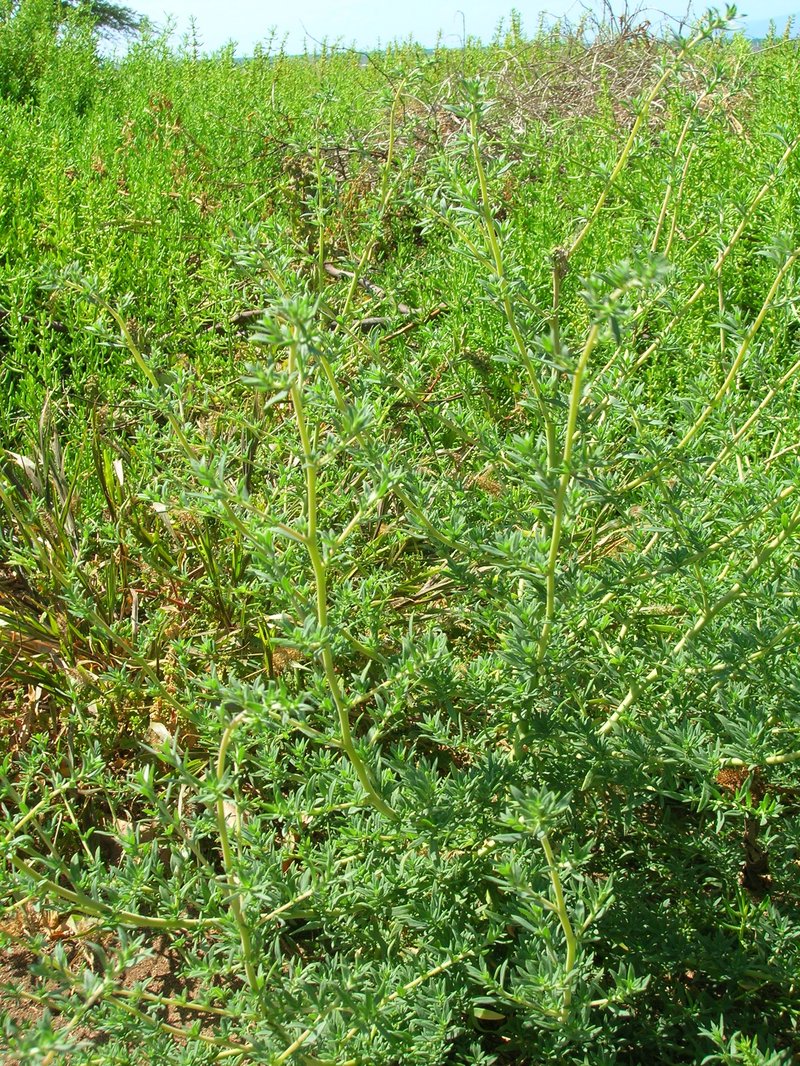 Fivehorn Smotherweed photo 7