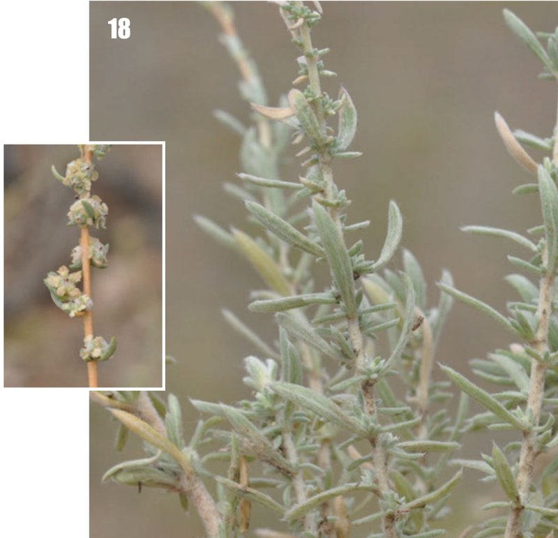 Forage Kochia photo 2