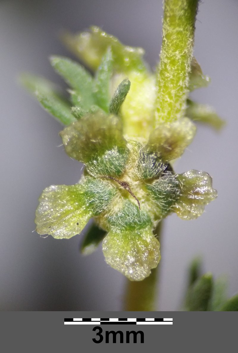 Forage Kochia photo 4