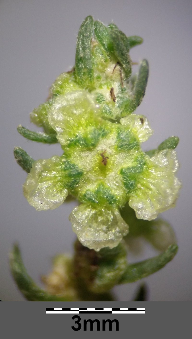Forage Kochia photo 5