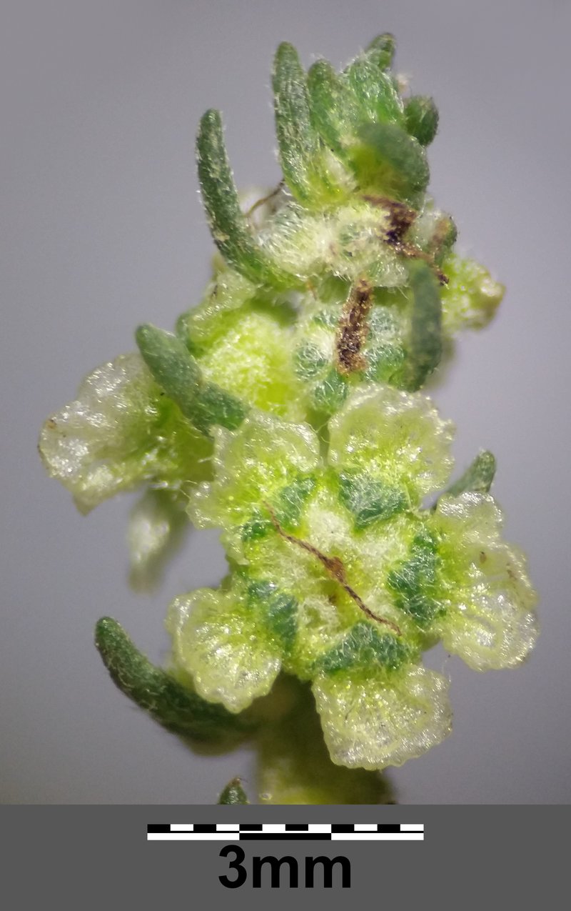 Forage Kochia photo 6