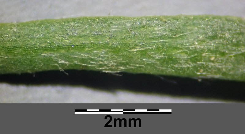 Forage Kochia photo 7