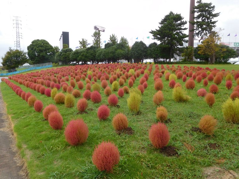 Burningbush photo 2