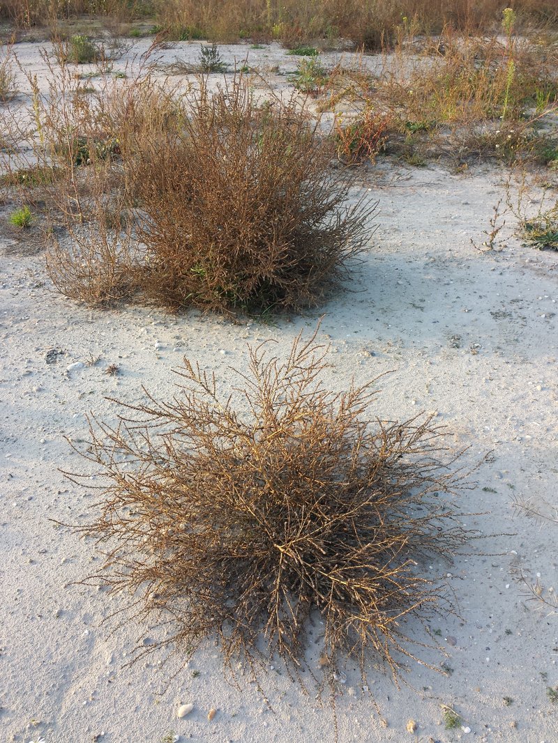 Burningbush photo 3
