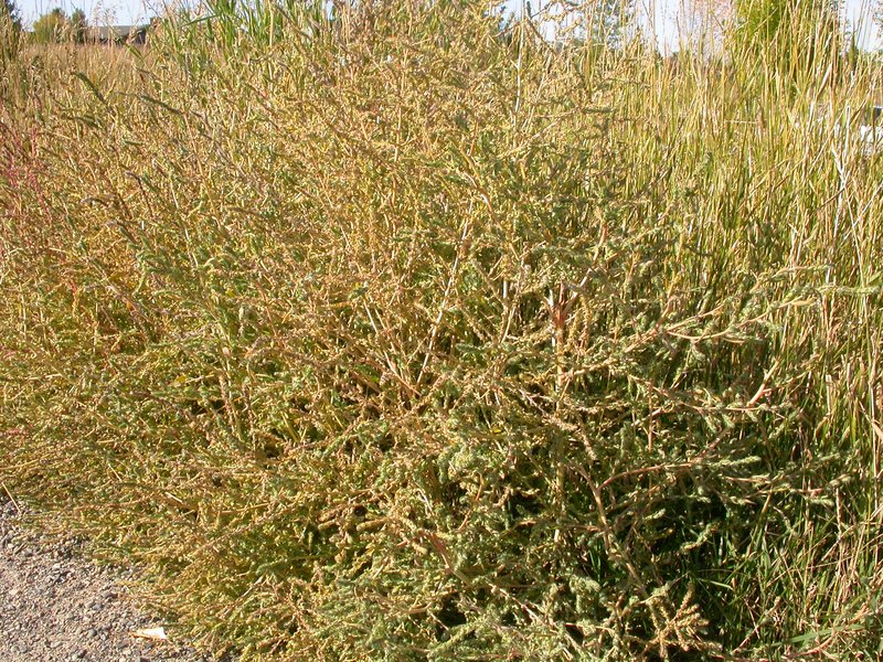 Burningbush photo 4