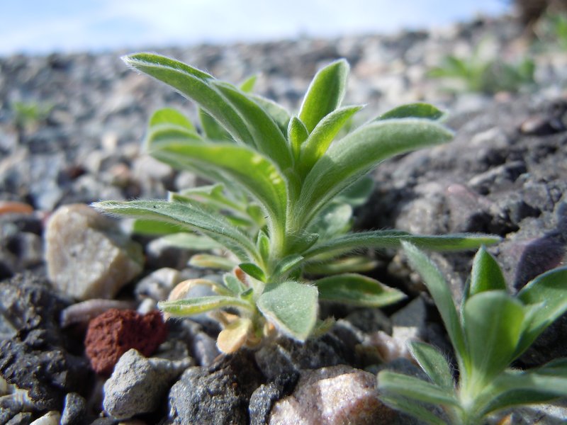 Burningbush photo 6