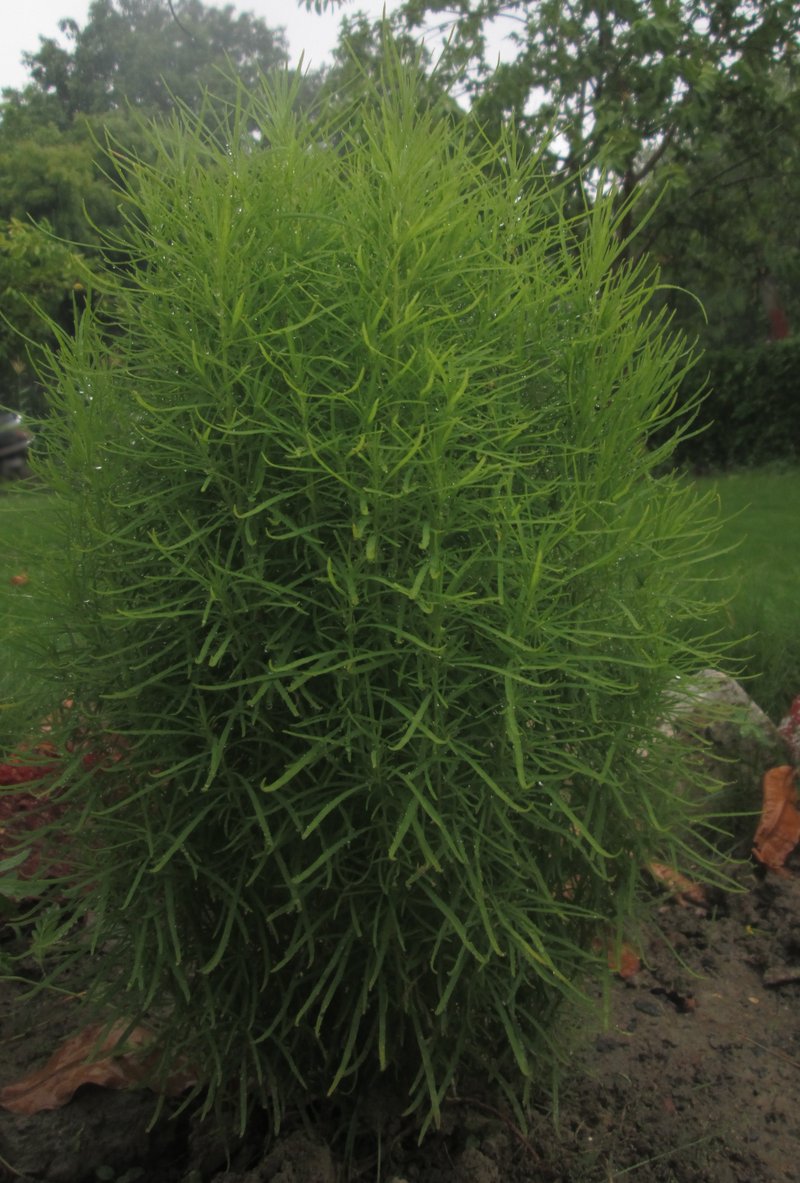 Burningbush photo 7