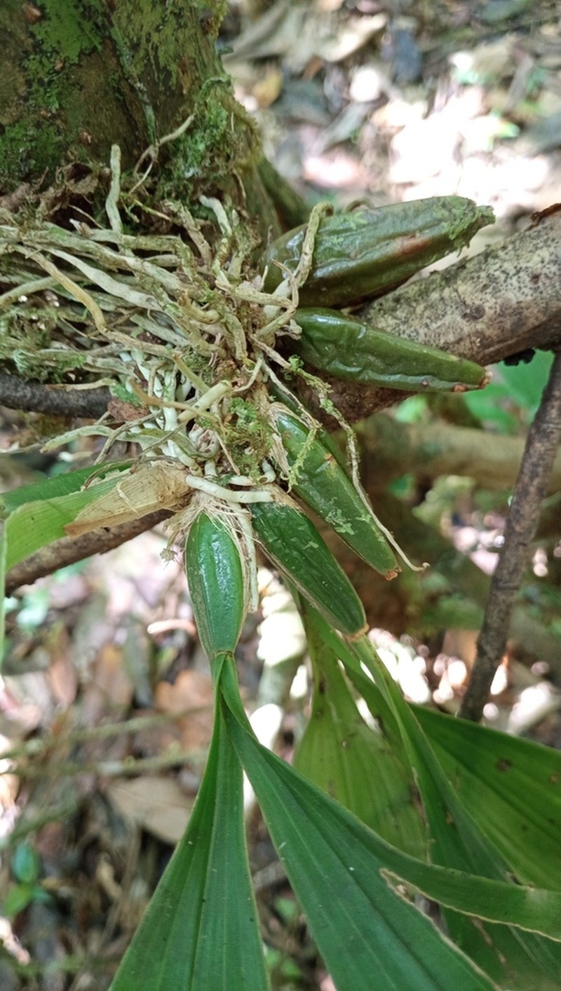 Batemannia armillata photo 2