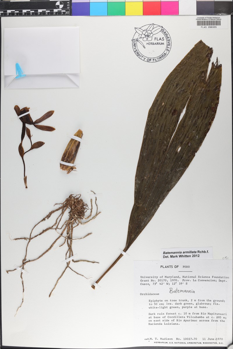 Batemannia armillata photo 4