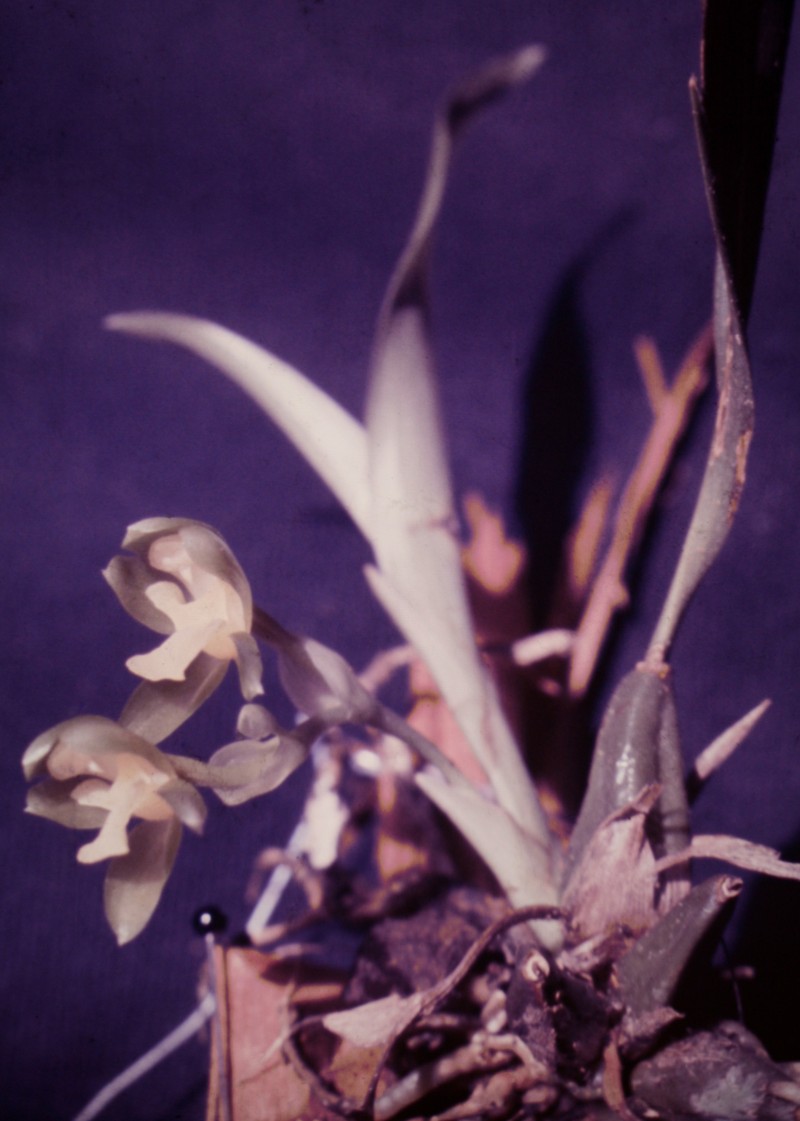 Batemannia armillata