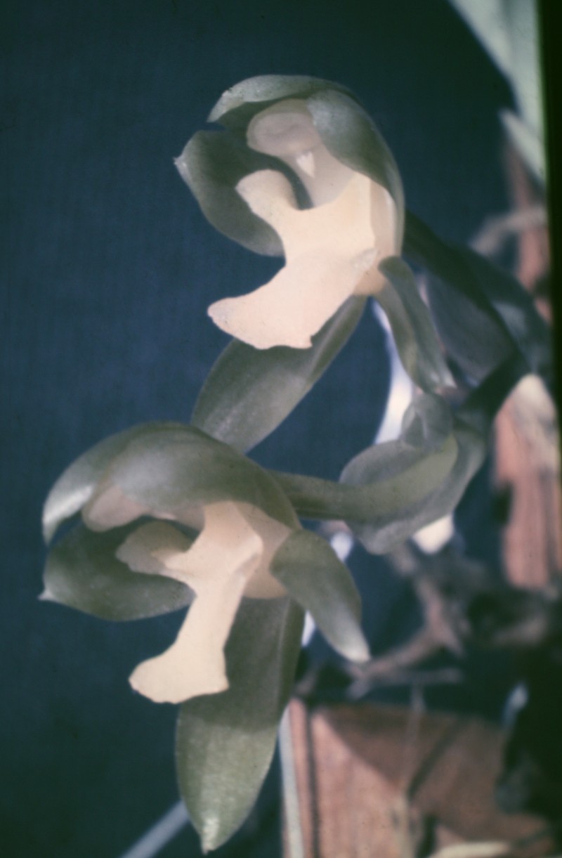 Batemannia armillata photo 6