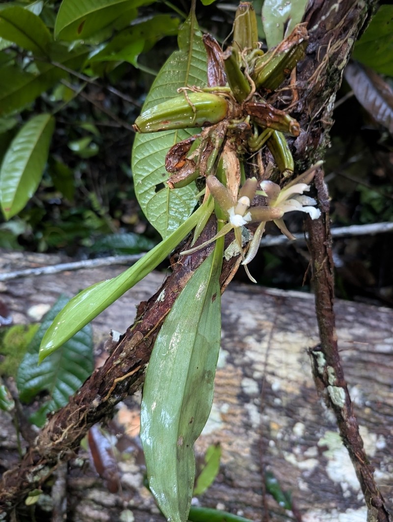 Batemannia colleyi