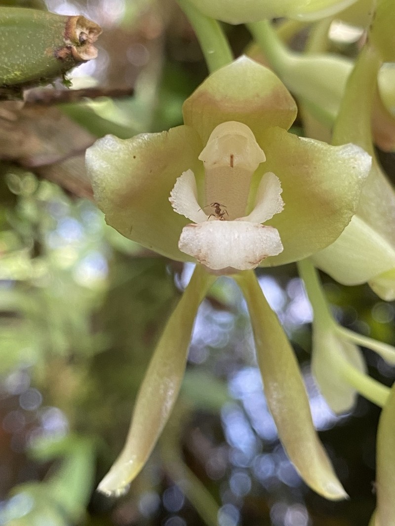 Batemannia colleyi photo 2