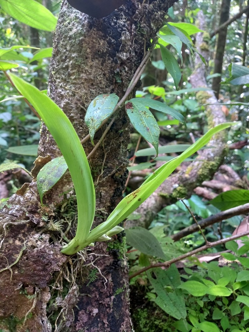 Batemannia colleyi photo 3