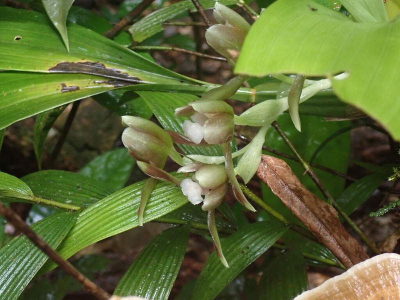Batemannia colleyi photo 4