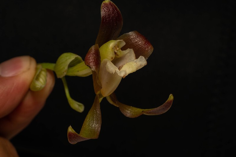 Batemannia colleyi photo 5