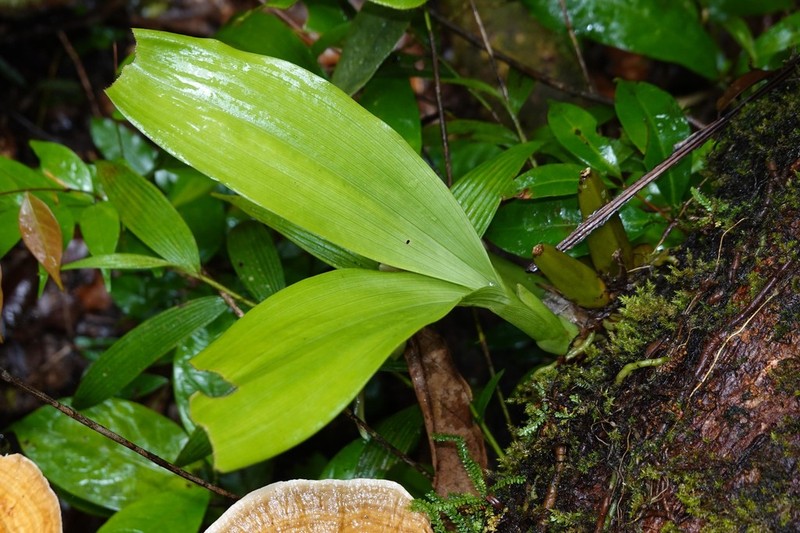 Batemannia colleyi photo 6