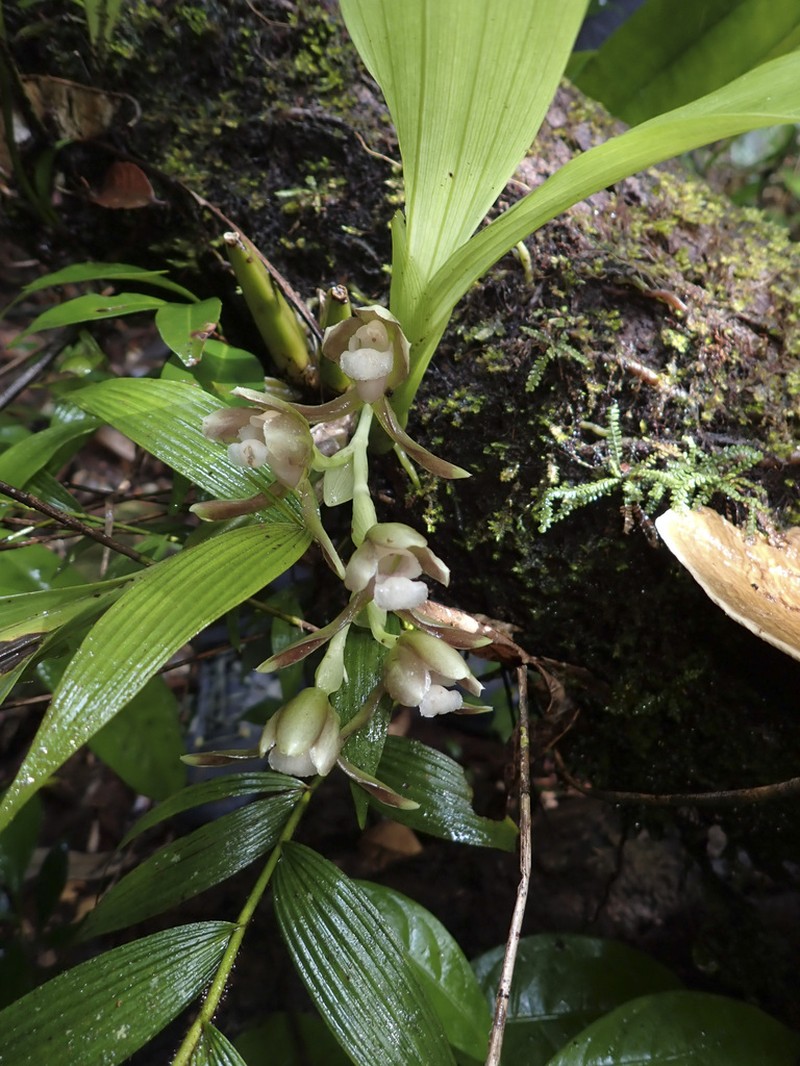Batemannia colleyi photo 7