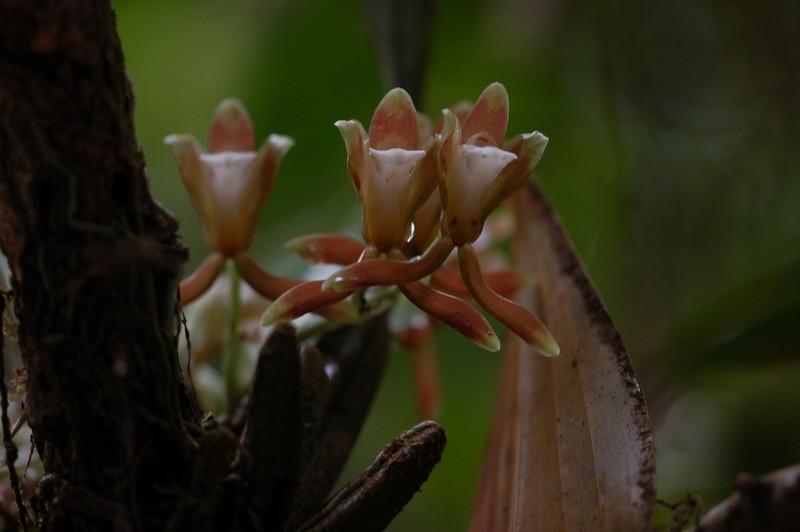 Batemannia colleyi photo 8
