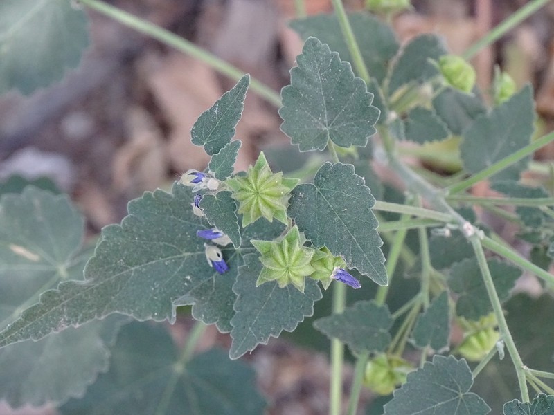 Purple Gaymallow