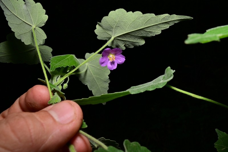 Purple Gaymallow photo 2