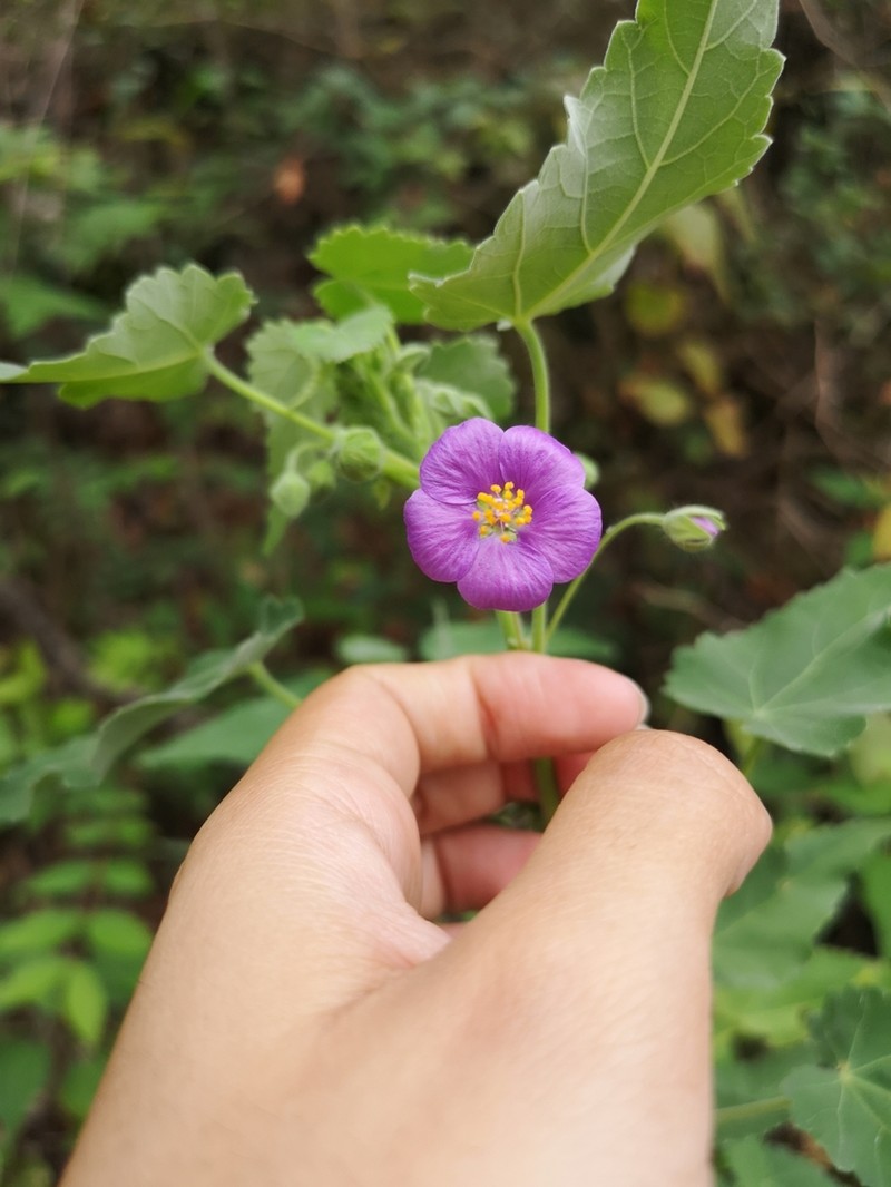 Purple Gaymallow photo 3
