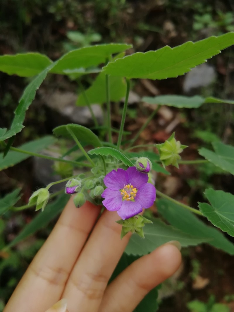 Purple Gaymallow photo 4