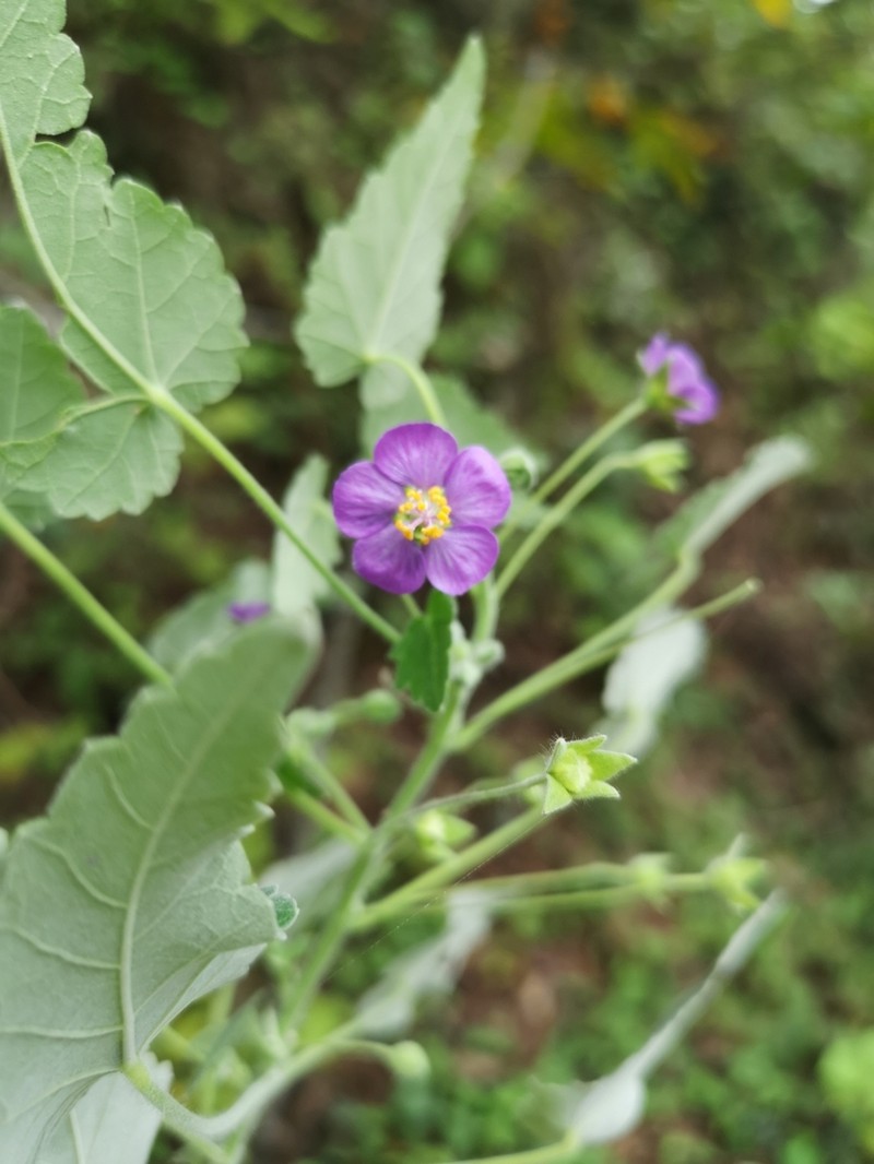 Purple Gaymallow photo 5