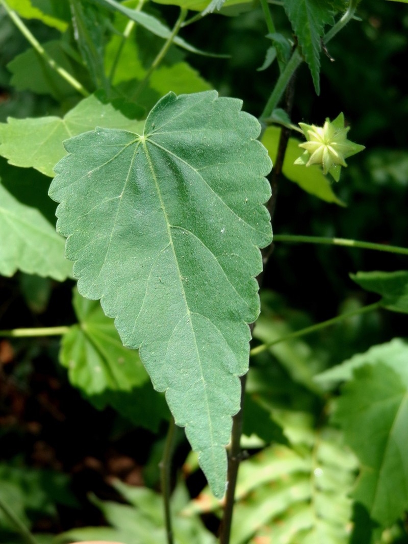 Purple Gaymallow photo 6