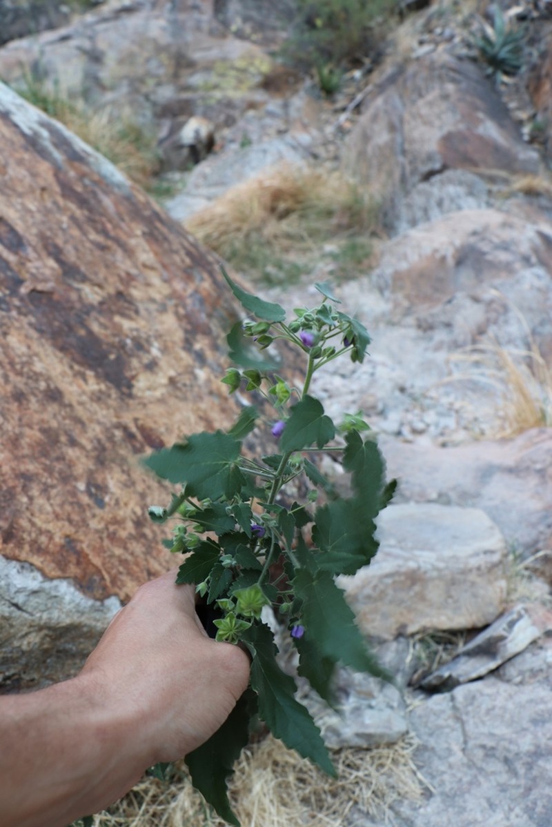 Purple Gaymallow photo 7
