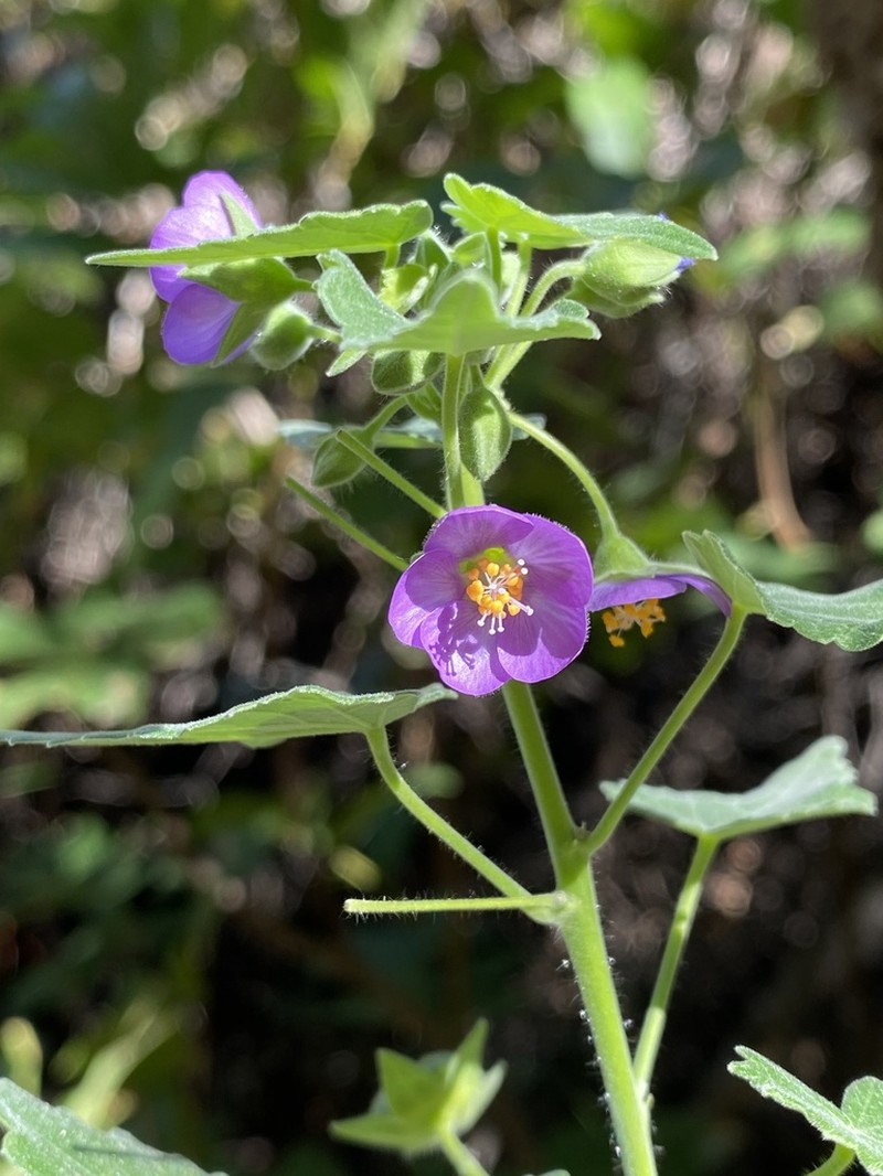Purple Gaymallow photo 8