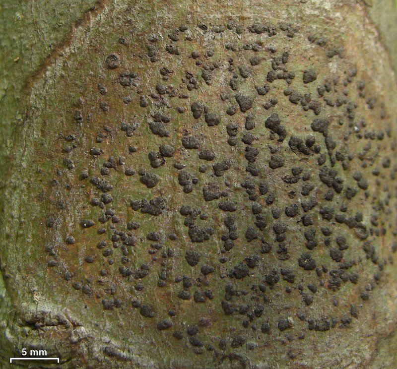 Bathelium carolinianum