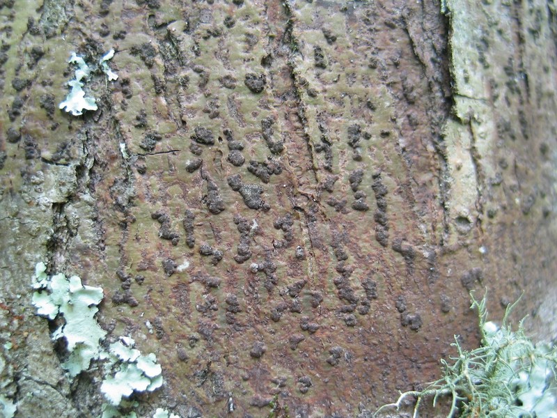 Bathelium carolinianum photo 6