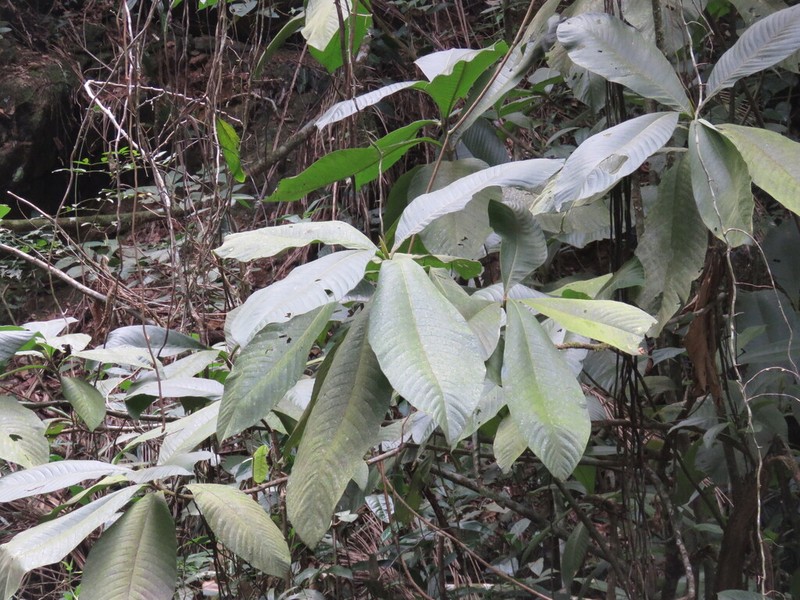 Bathysa australis