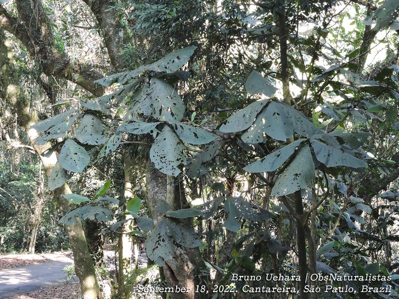 Bathysa australis photo 3