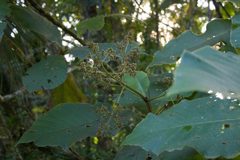 Bathysa australis photo 4