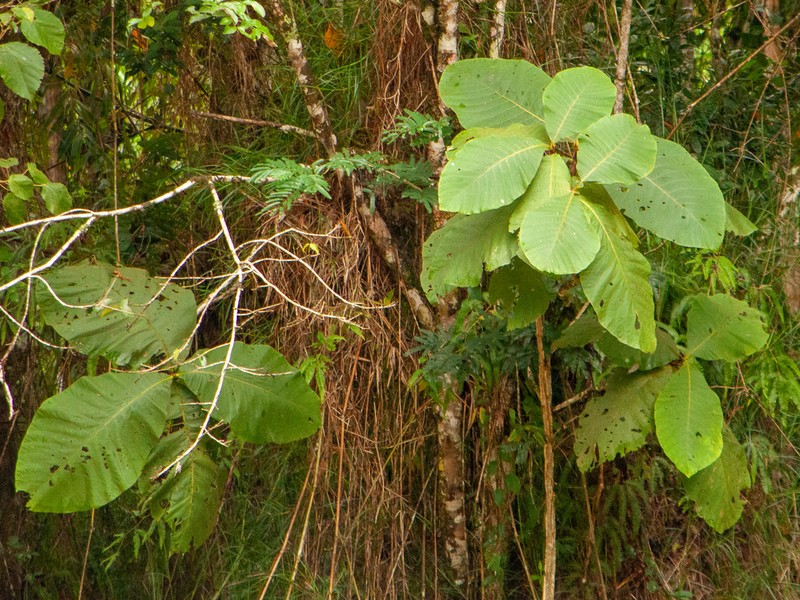 Bathysa australis photo 5