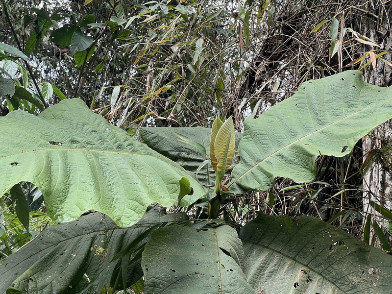 Bathysa australis photo 8
