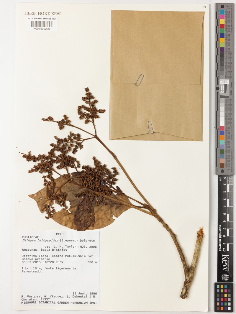 Bathysa bathysoides photo 2