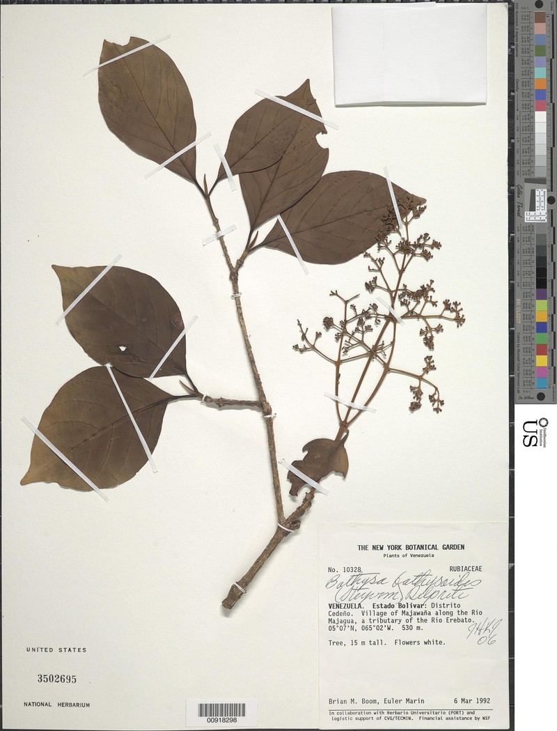 Bathysa bathysoides photo 3