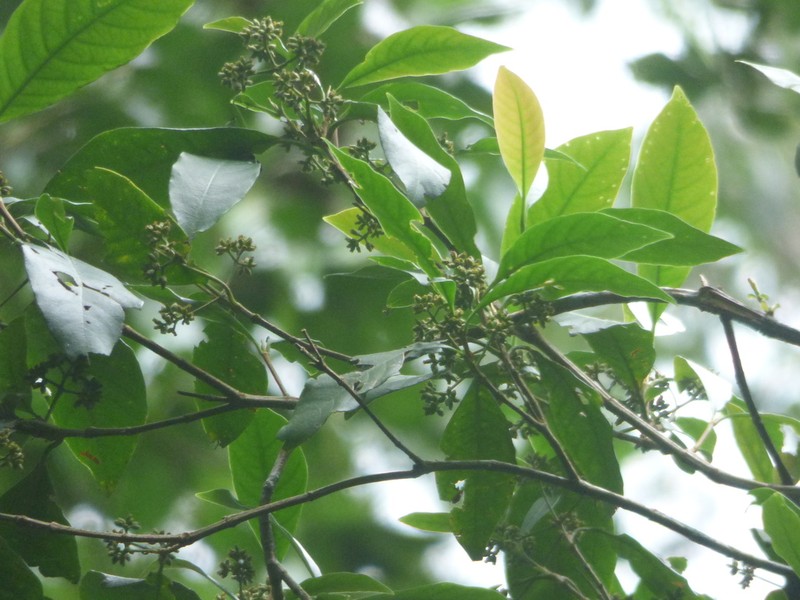 Bathysa gymnocarpa