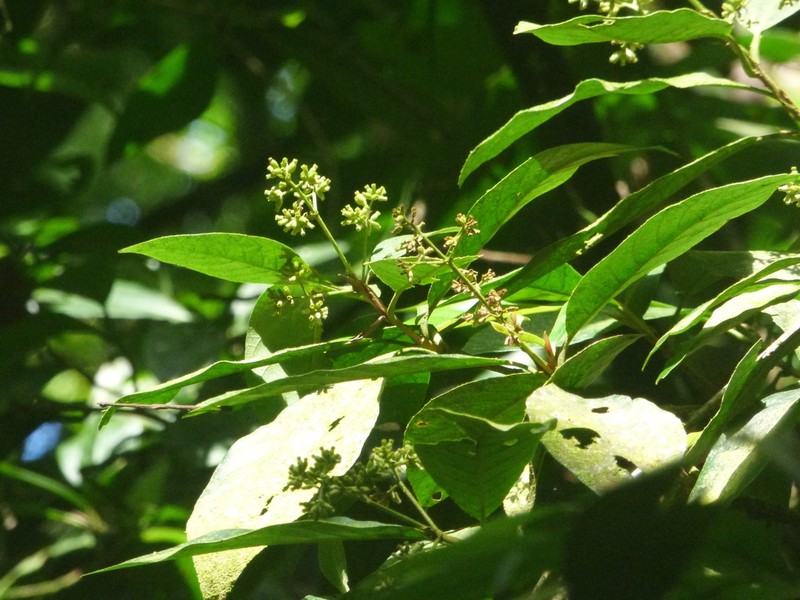 Bathysa gymnocarpa photo 2